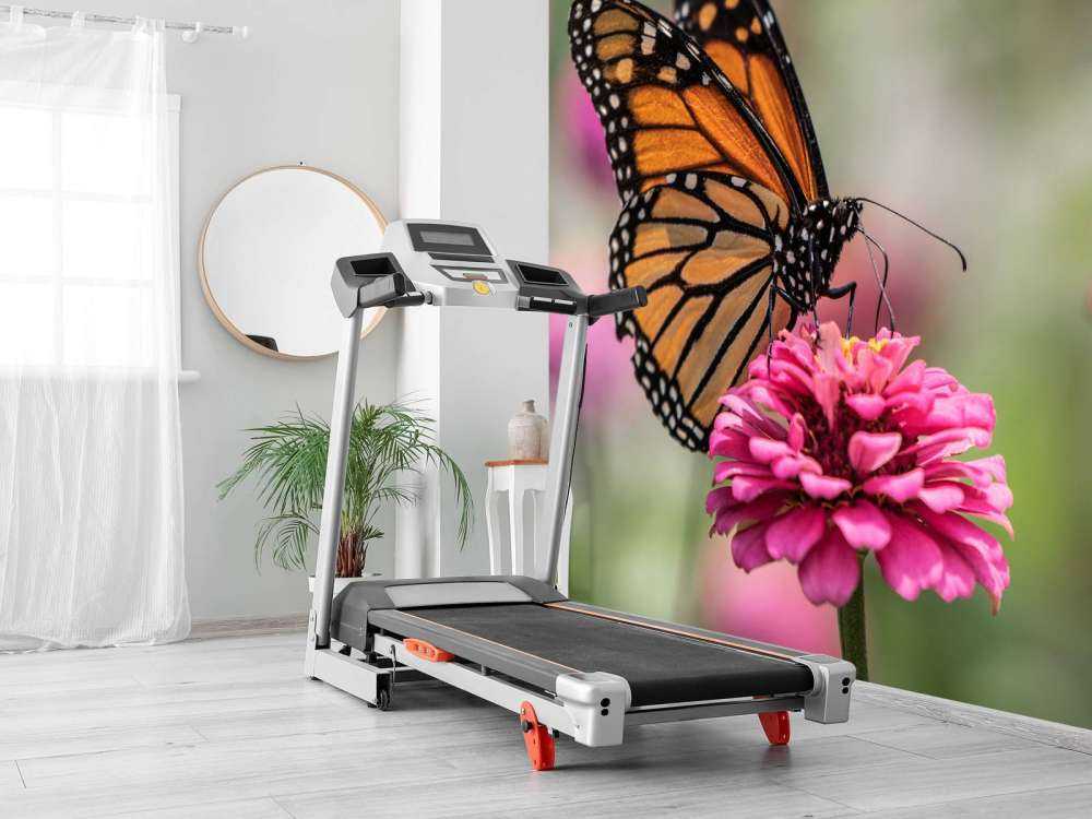 Papillon monarque