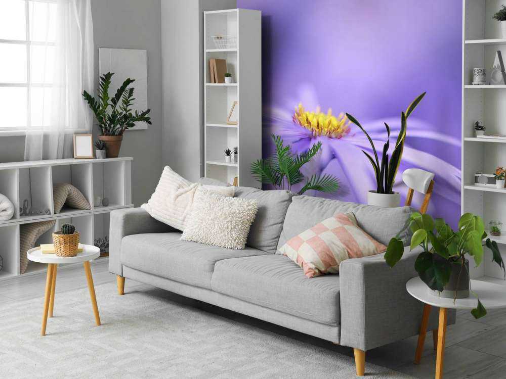 Marguerites violettes