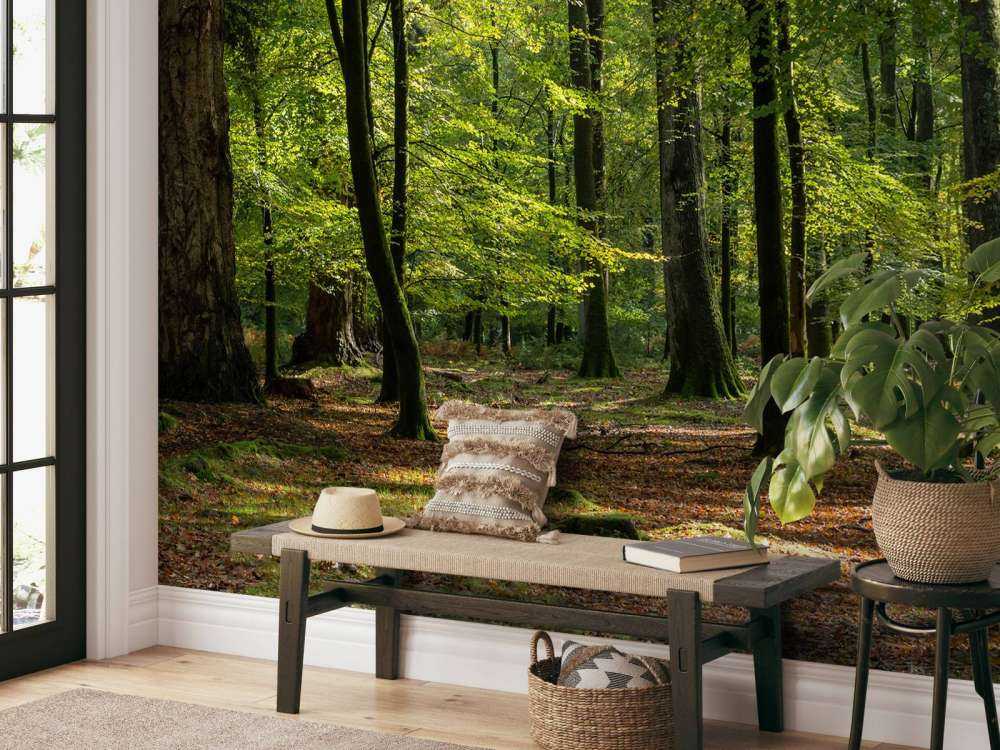 Promenade en forêt