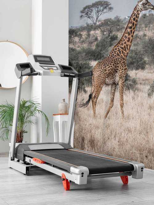 Portrait de girafe