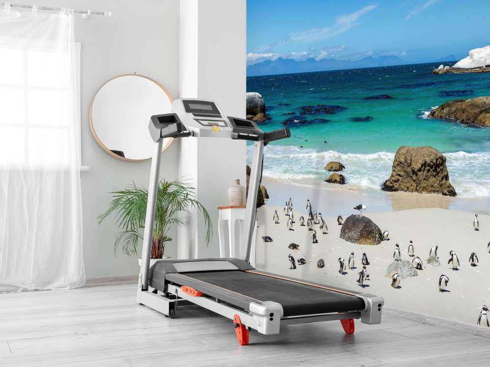 Plage avec pingouins