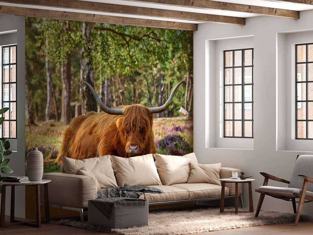 Le repos du Highland écossais