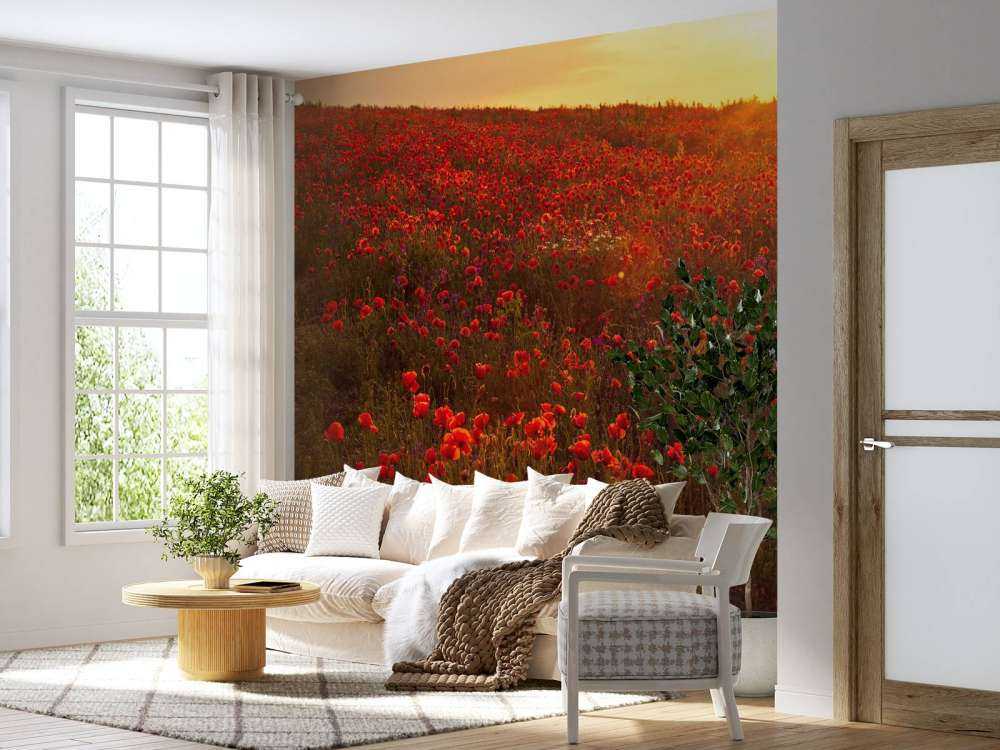 Des coquelicots sur une colline