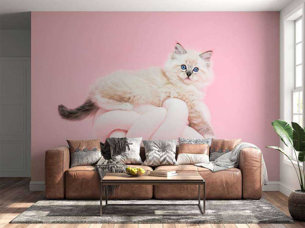 Chat blanc sur fond rose