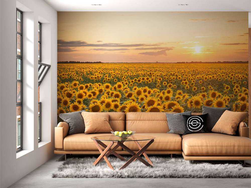 Champ de tournesol avec coucher de soleil