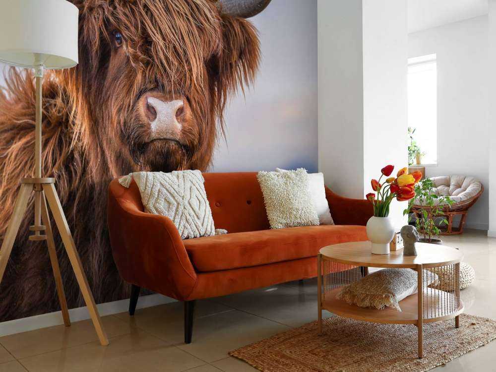 Le Highland écossais en vedette