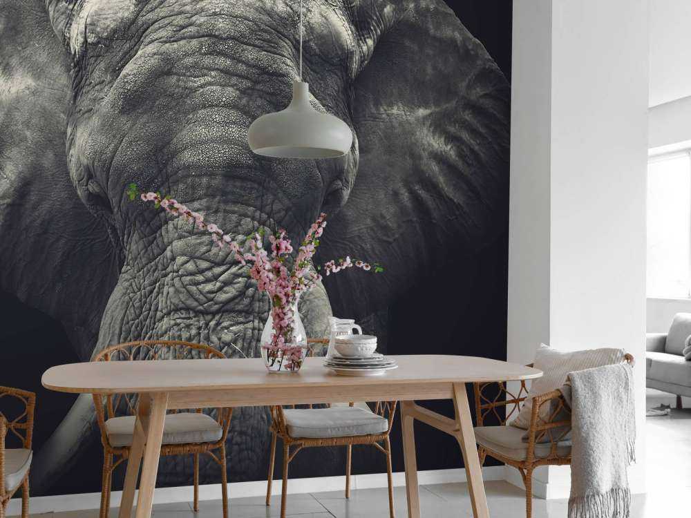 Gros plan sur un éléphant