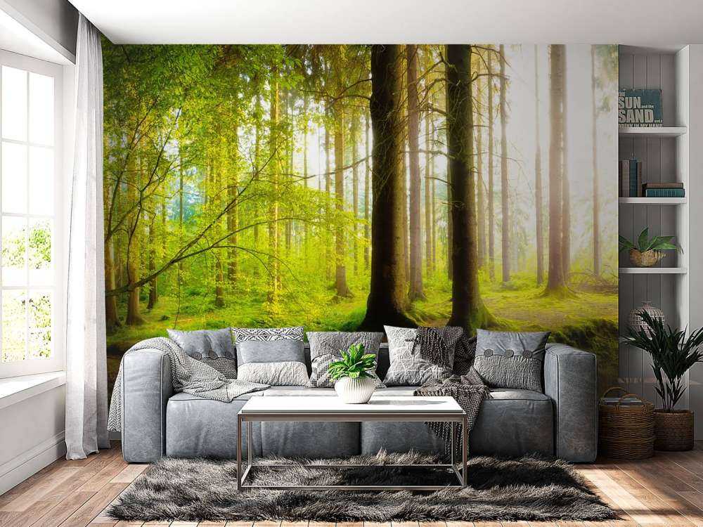 Forêt verte et fraîche