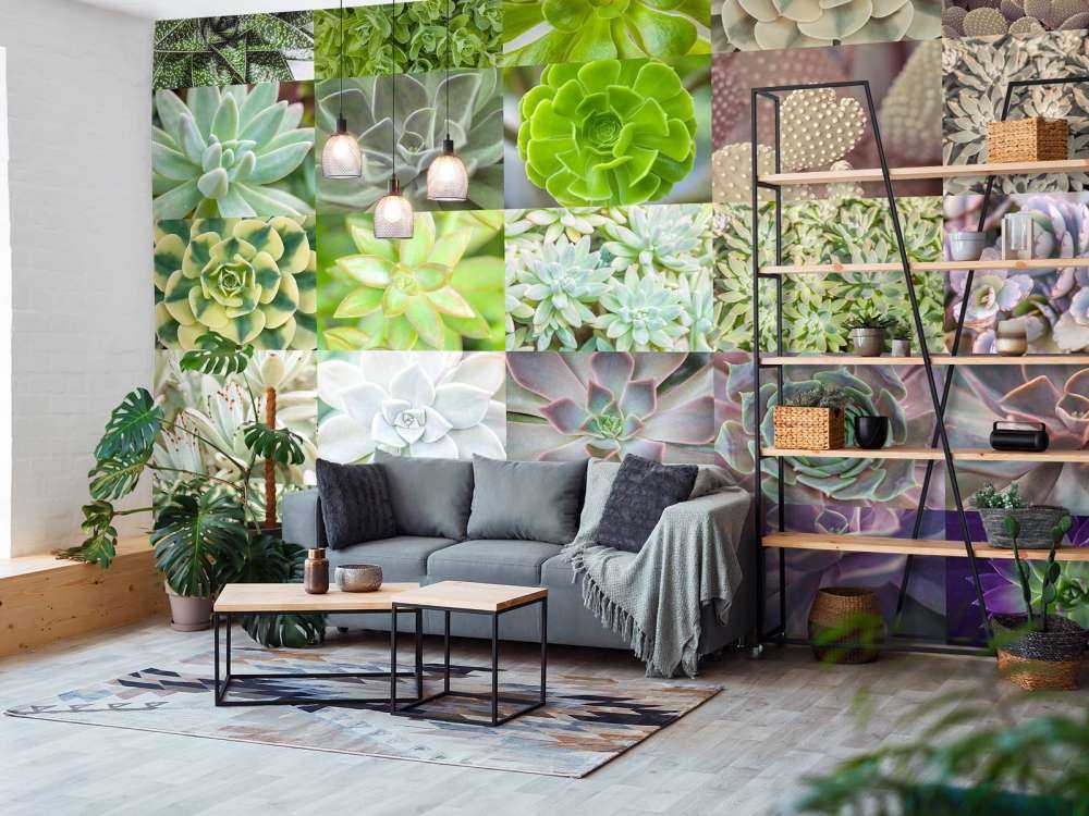 Collage de succulents