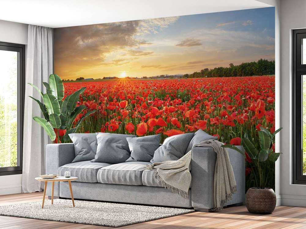 Coucher de soleil avec des coquelicots