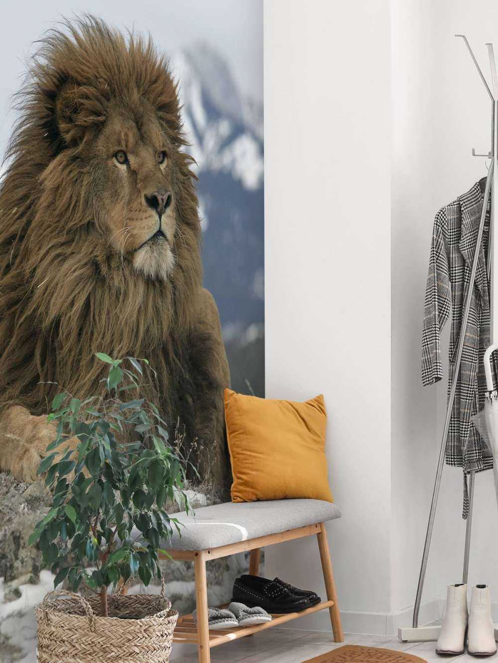 lion de Barbarie