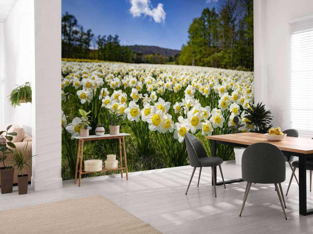 Jonquilles blanches