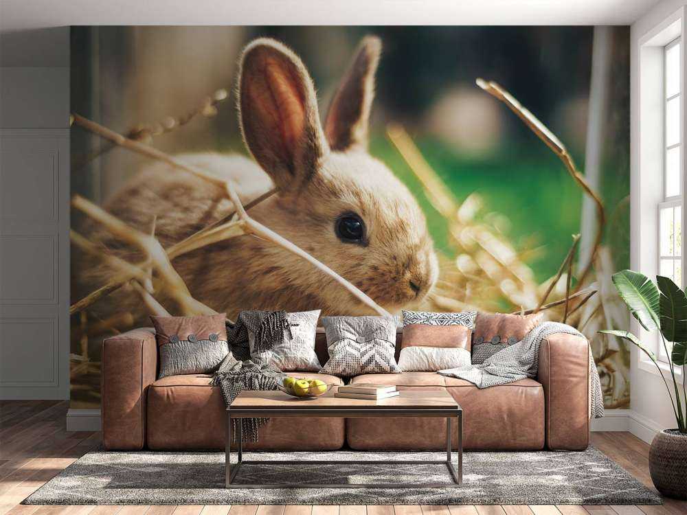 Lapin dans la paille