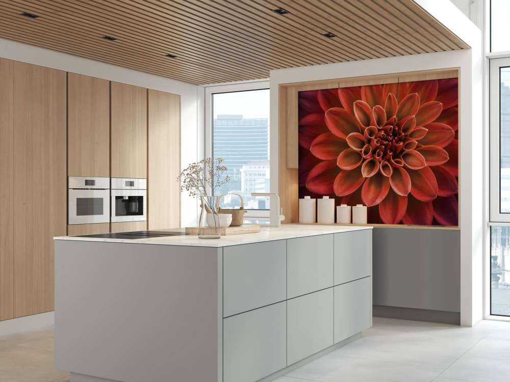 Dahlia coloré