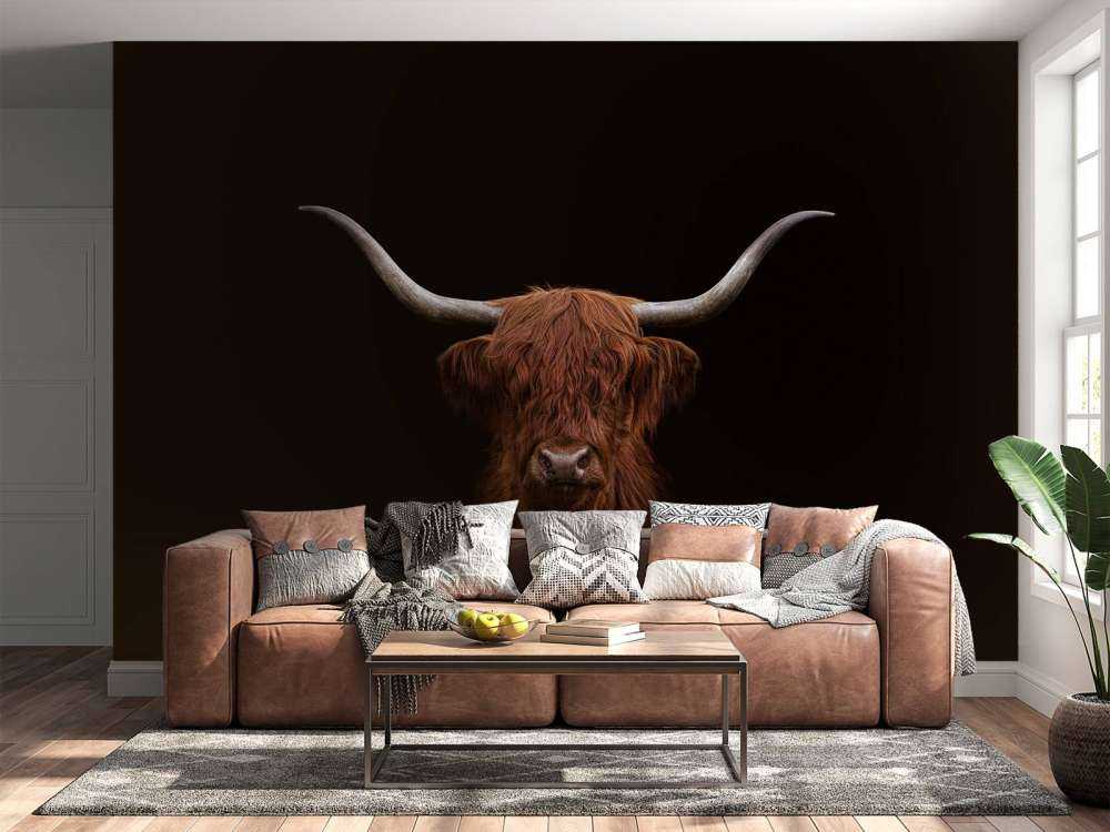 Highland écossais sur fond sombre