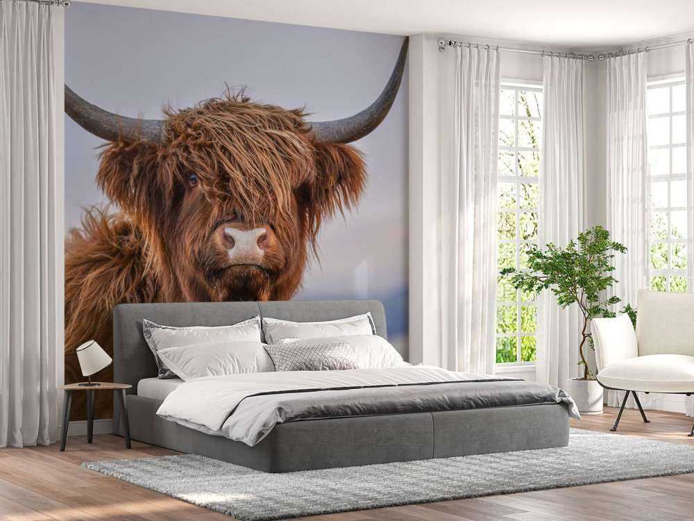 Le Highland écossais en vedette