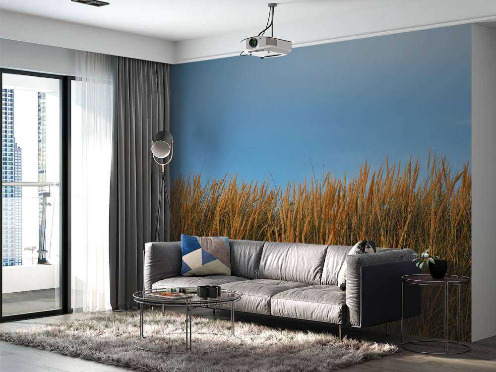 Herbe des dunes