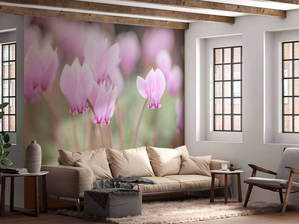 Jolies fleurs de lierre