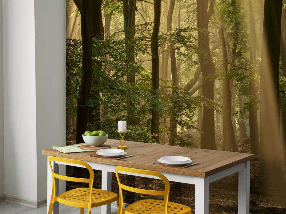 Vieille forêt avec parasols
