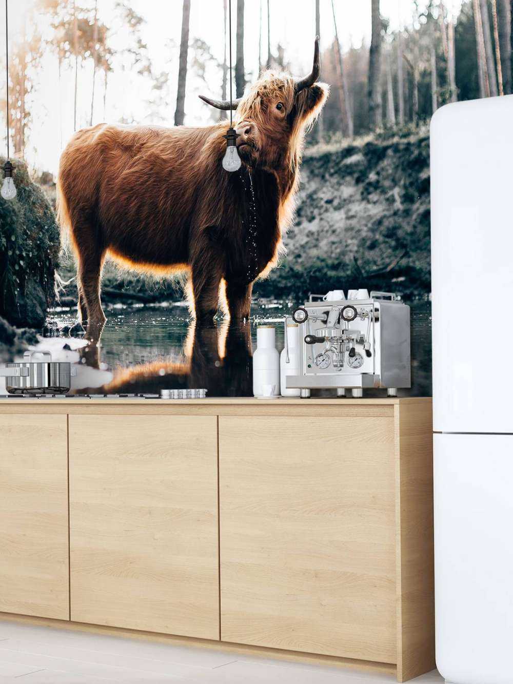 Highlander écossais dans l'eau