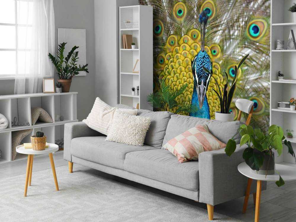 Vue de face d'un paon