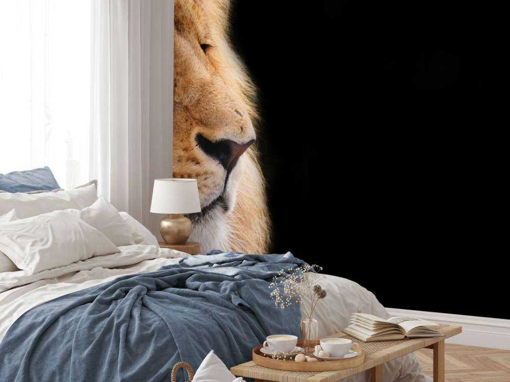 Lion en gros plan