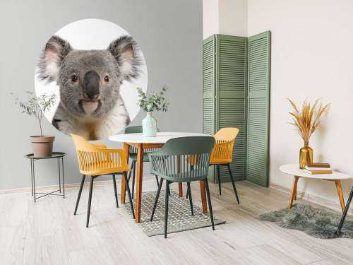 Photo d'un koala