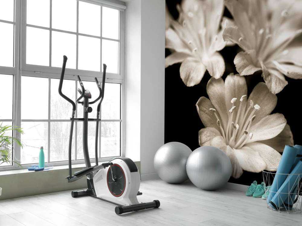 Fleur de lewisia en gros plan