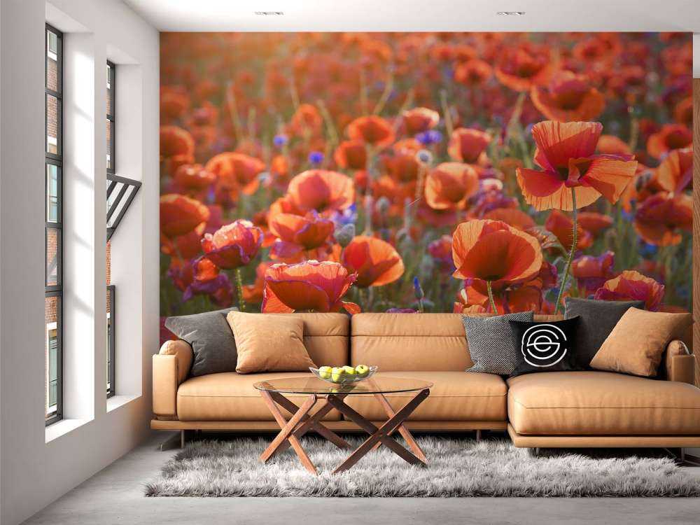 Des coquelicots dans la lumière du soir