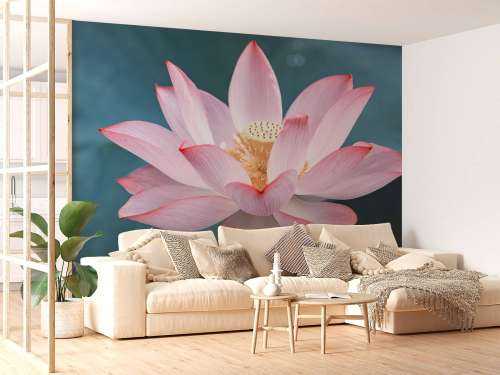 Gros plan sur la fleur de lotus