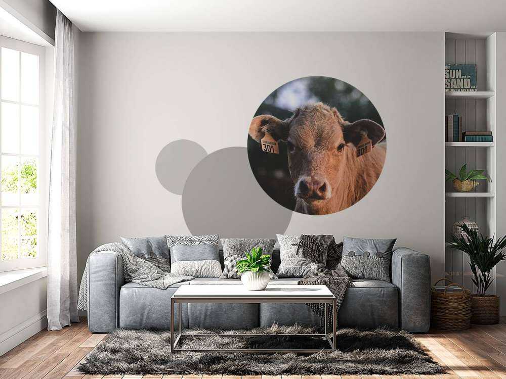 Gros plan sur la vache