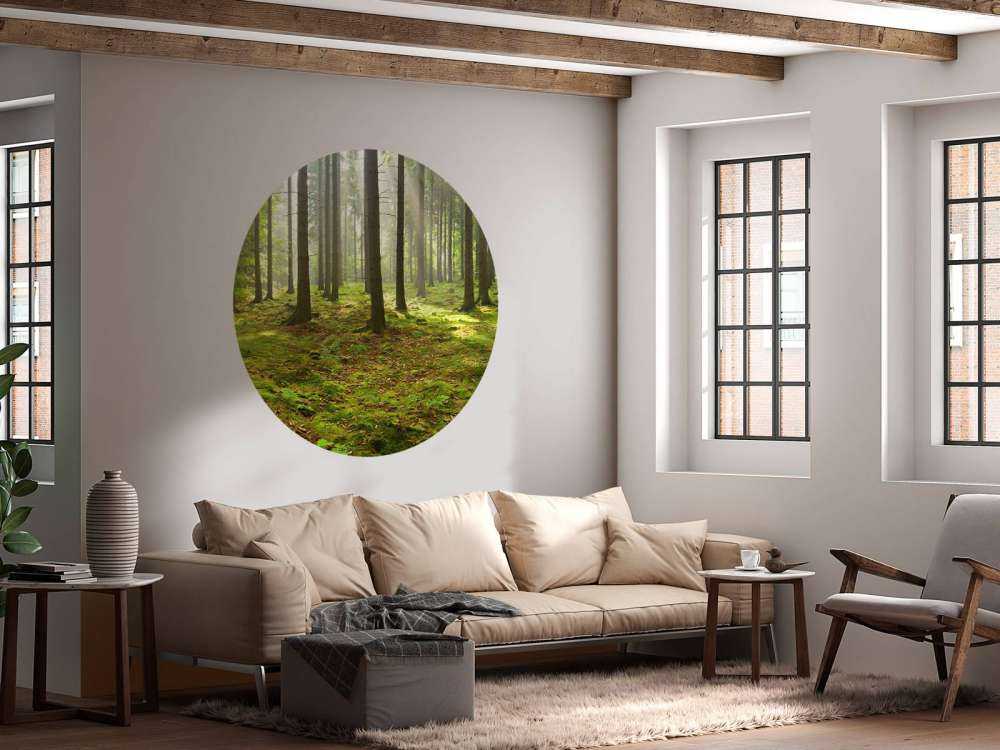 Forêt d'épicéas ensoleillée