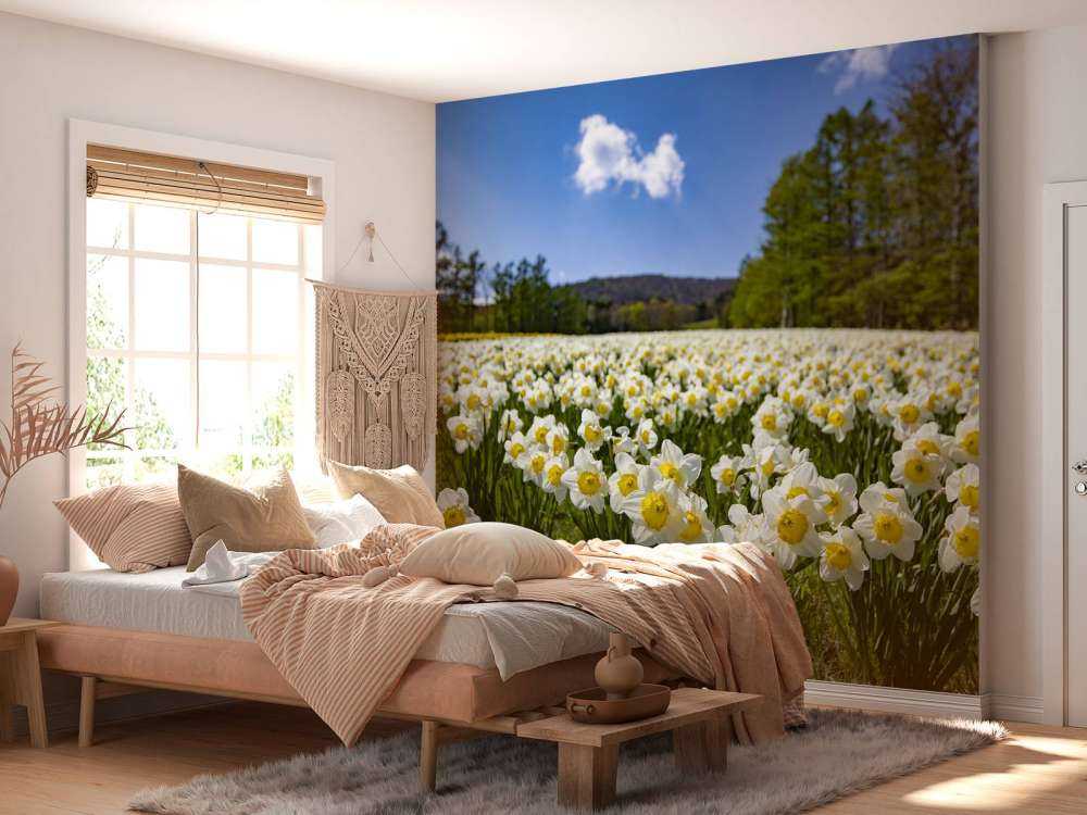 Jonquilles blanches