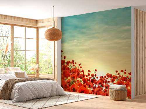 Coquelicots au coucher du soleil