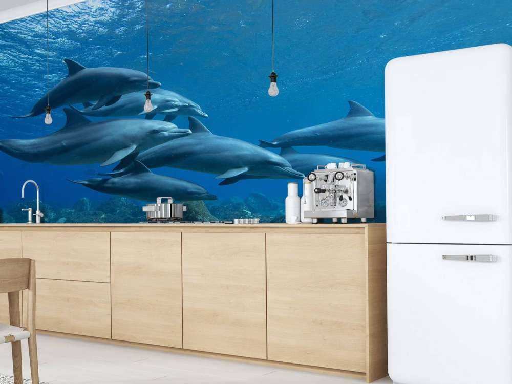 Dauphins et rochers