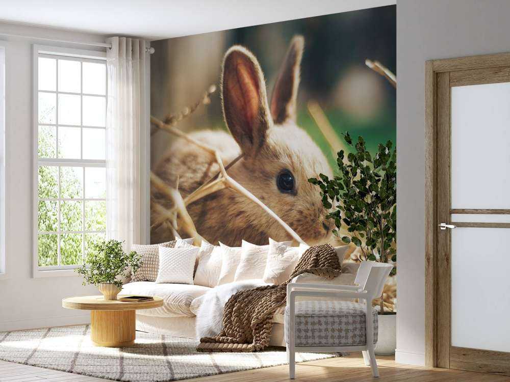 Lapin dans la paille