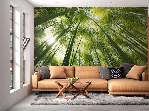 Forêt de bambous au Japon
