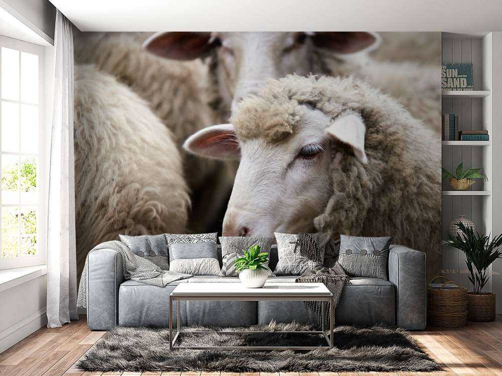 Mouton en gros plan