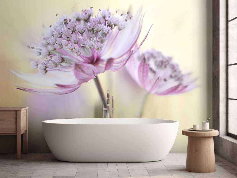 Pink Astrantia
