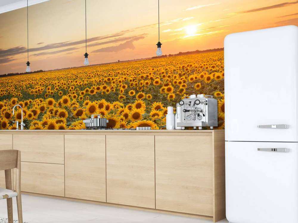Champ de tournesol avec coucher de soleil