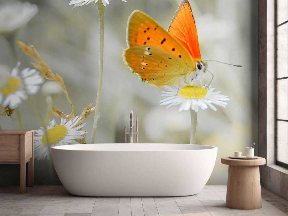 Marguerites et papillon orange