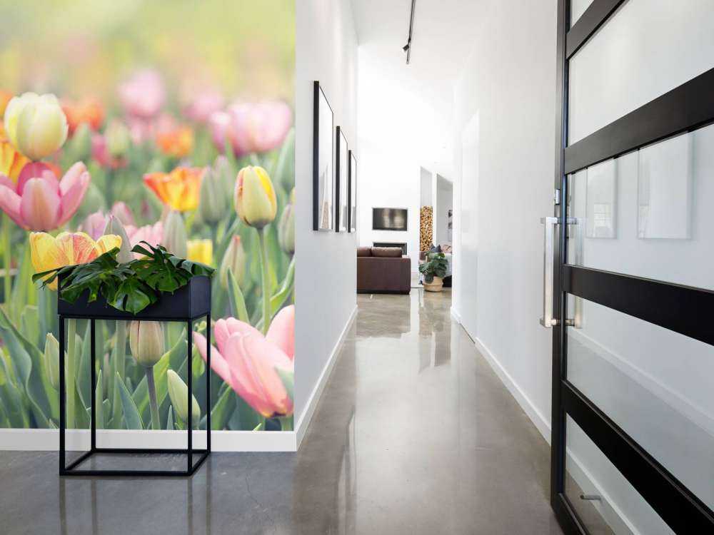 Des tulipes colorées