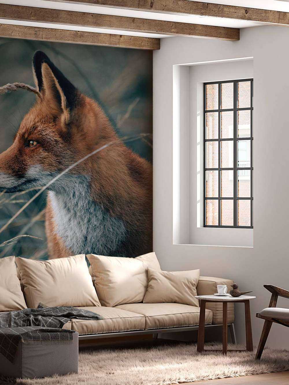 Renard dans les dunes