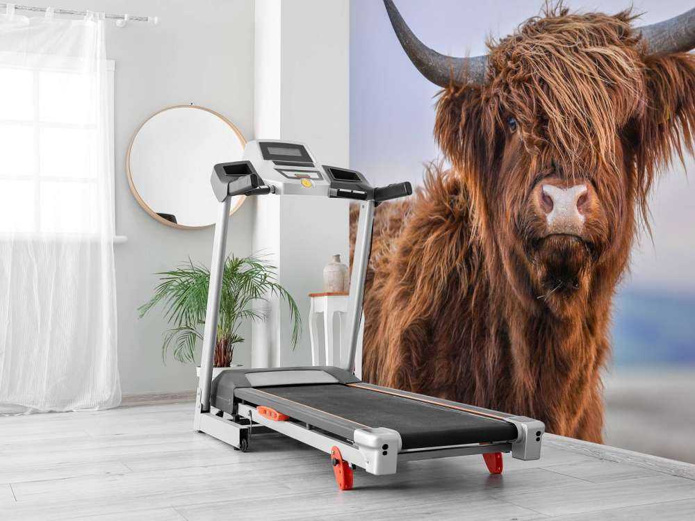 Le Highland écossais en vedette