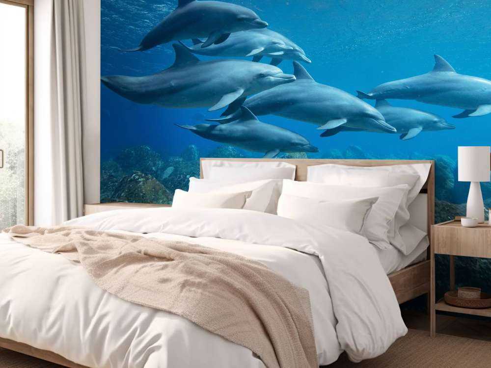 Dauphins et rochers