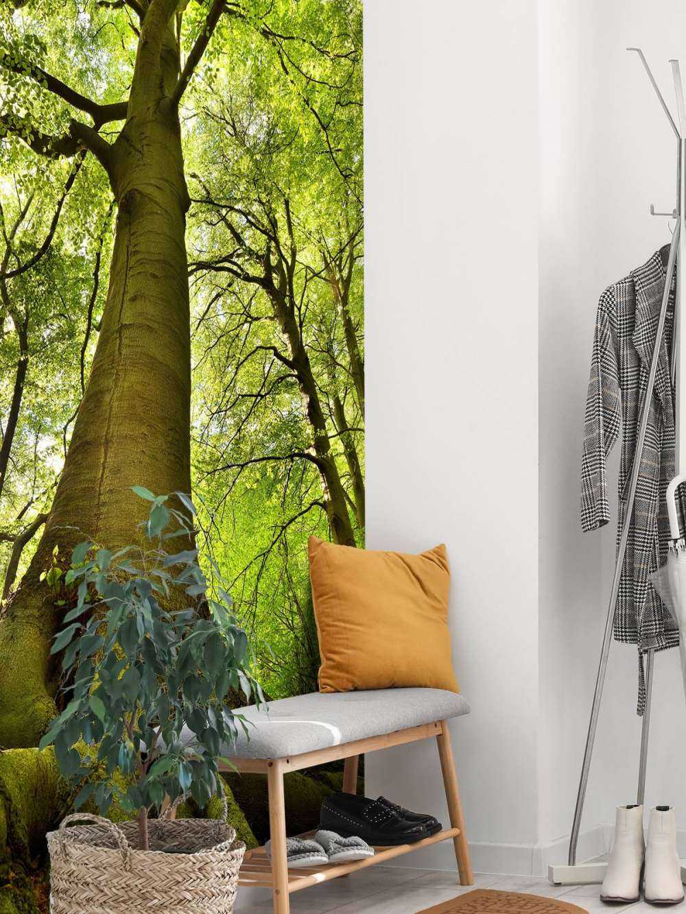 Grand arbre et racines