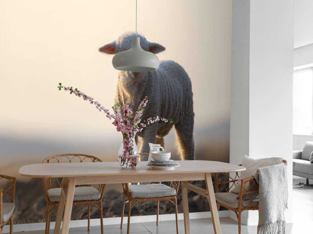 Agneau