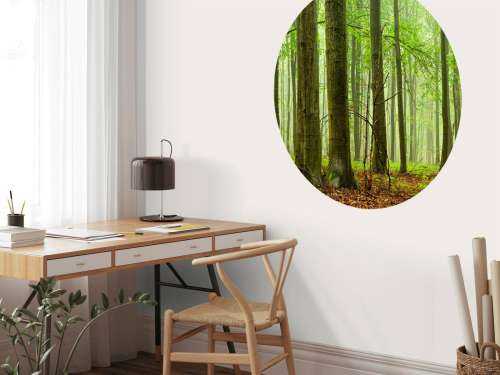 Forêt de hêtres