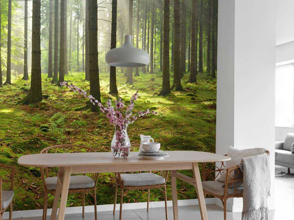 Forêt d'épicéas ensoleillée
