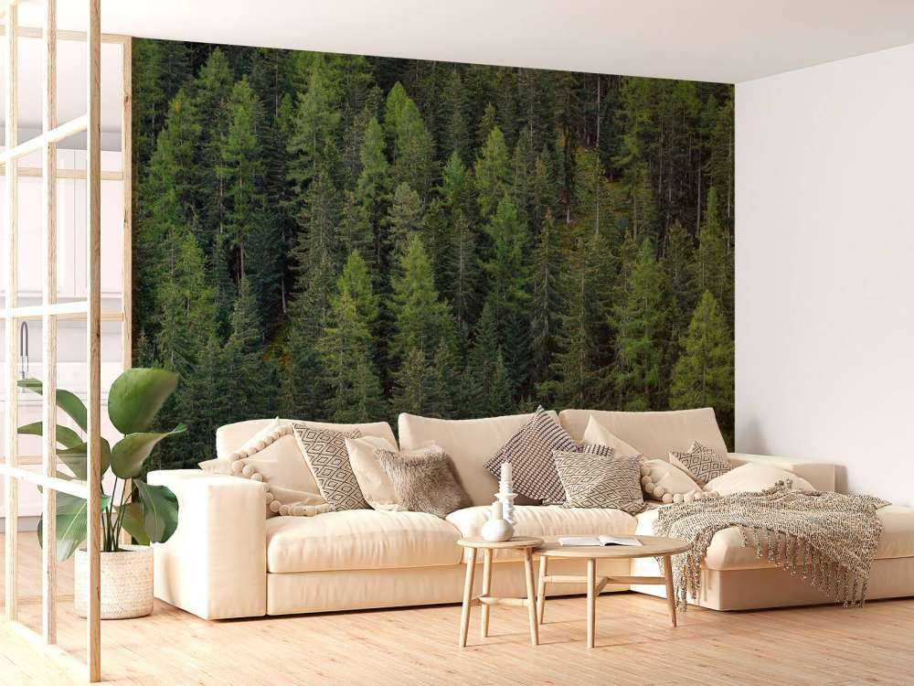 Forêt d'épicéas verts